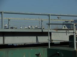 Fotospaziergang Handelskai/Moewen auf Schiff Fotospaziergang Handelskai/Moewen auf Schiff