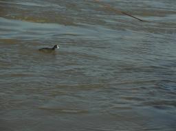 Fotospaziergang Handelskai/schwarze Ente Fotospaziergang Handelskai/schwarze Ente