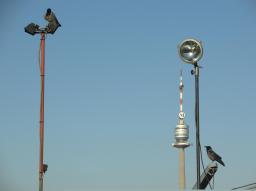 Fotospaziergang Handelskai/Donauturm und Kraehen Fotospaziergang Handelskai/Donauturm und Kraehen