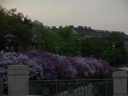 Wien Flieder von U-Bahnstation Burggasse aus Wien Flieder von U-Bahnstation Burggasse aus