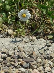 Fotoausflug Industriegebiet Liesing/Makro Gaensebluemchen Fotoausflug Industriegebiet Liesing/Makro Gaensebluemchen