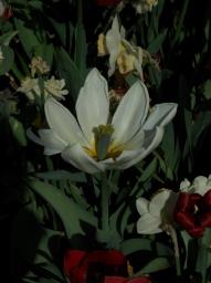 Fotoausflug Industriegebiet Liesing/Blume Fotoausflug Industriegebiet Liesing/Blume