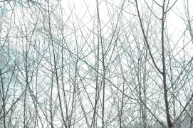 Himmel uber Seyfrieds, gefiltert von Weichselbaeumchen/sour cherry tree filtered Seyfrieds sky Himmel uber Seyfrieds, gefiltert von Weichselbaeumchen/sour cherry tree filtered Seyfrieds sky