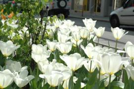 Waehringerstrasse/Hoehe Nussdorferstrasse Waehringerstrasse/Hoehe Nussdorferstrasse