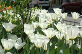 in statu descendi?/vorgestern abend waren sie noch zart und verschlossen ... in statu descendi?/vorgestern abend waren sie noch zart und verschlossen ...