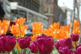 tulpen/tulips wien/vienna fruehjahr/spring 2006 tulpen/tulips wien/vienna fruehjahr/spring 2006