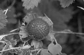 auch in farbe:/ auch in farbe:/