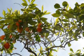 Orangenbaeume/gekostet und fuer geniessbar befunden!/tag:food Orangenbaeume/gekostet und fuer geniessbar befunden!/tag:food