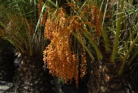 semillas de palma semillas de palma