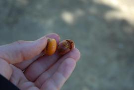 semillas de palma semillas de palma