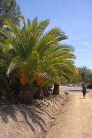 palmas con semillas palmas con semillas