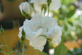 Flor/Geohack: Flor/Geohack: