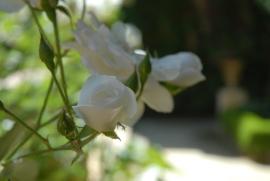 Flor/Geohack: Flor/Geohack: