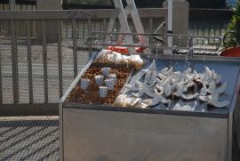 chufas rehidratadas/tag:food chufas rehidratadas/tag:food