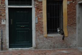 /Am Hauptbahnhof sind wir beinahe einem Dogen begegnet, er hatte nur ein g zu viel. Katzen sind wohl zeitgemäßer ... /Am Hauptbahnhof sind wir beinahe einem Dogen begegnet, er hatte nur ein g zu viel. Katzen sind wohl zeitgemäßer ...