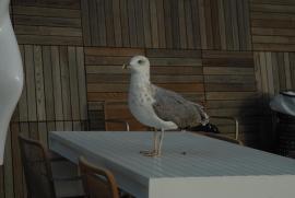 (live bird not part of the exhibition) (live bird not part of the exhibition)