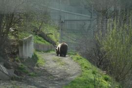 von hinten/Björk's backside/Bern/Berne Schweiz/Switzerland)/public von hinten/Björk's backside/Bern/Berne Schweiz/Switzerland)/public