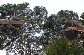 pines from below/public pines from below/public