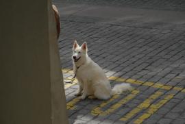 Hundestadt/Samoyède/Bern/Berne Schweiz/Switzerland)/public Hundestadt/Samoyède/Bern/Berne Schweiz/Switzerland)/public