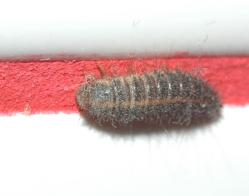 Little Arabella Miller/ Had a fuzzy caterpillar/ First it crawled up on her mother/ Then upon her baby brother/ They said, "Arabella Miller!/ Put away your caterpillar!"/ Little Arabella Miller/ Had a fuzzy caterpillar/ First it crawled upon her brother/ Then upon her dear grandmother/ Gran said, "Arabella Miller,/ How I love your caterpillar." Little Arabella Miller/ Had a fuzzy caterpillar/ First it crawled up on her mother/ Then upon her baby brother/ They said, "Arabella Miller!/ Put away your caterpillar!"/ Little Arabella Miller/ Had a fuzzy caterpillar/ First it crawled upon her brother/ Then upon her dear grandmother/ Gran said, "Arabella Miller,/ How I love your caterpillar."