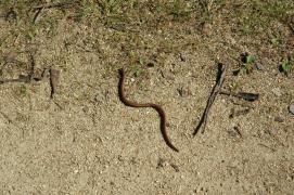 Blindschleiche/blindworm, slow-worm, Anguis fragilis/public Blindschleiche/blindworm, slow-worm, Anguis fragilis/public