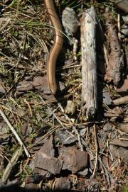 Blindschleiche/blindworm, slow-worm, Anguis fragilis/public Blindschleiche/blindworm, slow-worm, Anguis fragilis/public