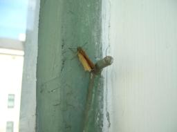 Schmetterling in U-Bahnstation Waehringerstrasse Schmetterling in U-Bahnstation Waehringerstrasse