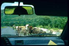 Nicaragua 1992/Kuhherde auf der Strasse/vacas en la carretera/cow herd on the highway/public Nicaragua 1992/Kuhherde auf der Strasse/vacas en la carretera/cow herd on the highway/public
