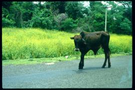 Nicaragua 1992/Kuh auf der Strasse/vaca en la carretera/cow on the highway/public Nicaragua 1992/Kuh auf der Strasse/vaca en la carretera/cow on the highway/public