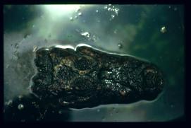 Nicaragua 1992/cocodrilo (caiman? en una municipalidad cerca de Managua)/caiman in a city pond/basin near Managua/Krokodil in einem Wassergraben/public Nicaragua 1992/cocodrilo (caiman? en una municipalidad cerca de Managua)/caiman in a city pond/basin near Managua/Krokodil in einem Wassergraben/public