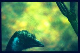 USA Weihnachten 1993/1994/New Orleans Zoo/Emu head?/public USA Weihnachten 1993/1994/New Orleans Zoo/Emu head?/public