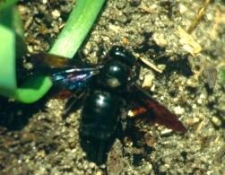 Seyfrieds Herbst 1995/kaefer/public Seyfrieds Herbst 1995/kaefer/public