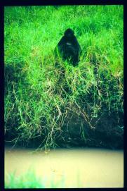 Guatemala 1996/antropoide/public Guatemala 1996/antropoide/public