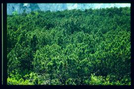 Oesterreich-Reise Juli 1991/Latschen mit Gemse?/Tirol Oesterreich-Reise Juli 1991/Latschen mit Gemse?/Tirol