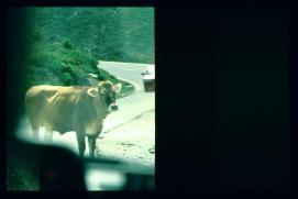 Oesterreich-Reise Juli 1991/Kuh auf der Strasse/cow in the street Oesterreich-Reise Juli 1991/Kuh auf der Strasse/cow in the street