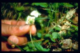 Oesterreich-Reise Juli 1991/Blume Oesterreich-Reise Juli 1991/Blume