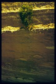Griechenland 1992/Organisiert ueber Gymnasium Waidhofen.Thaya/Mag. Gut, Mag. Poeppl et al/Kanal von Korinth/Detail: Baum an der Kanalwand/Korinth channel, detail: tree in channel wall Griechenland 1992/Organisiert ueber Gymnasium Waidhofen.Thaya/Mag. Gut, Mag. Poeppl et al/Kanal von Korinth/Detail: Baum an der Kanalwand/Korinth channel, detail: tree in channel wall