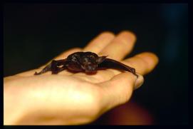 Griechenland 1992/Organisiert ueber Gymnasium Waidhofen.Thaya/Mag. Gut, Mag. Poeppl et al/bat Griechenland 1992/Organisiert ueber Gymnasium Waidhofen.Thaya/Mag. Gut, Mag. Poeppl et al/bat