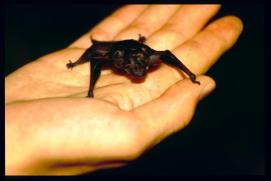 Griechenland 1992/Organisiert ueber Gymnasium Waidhofen.Thaya/Mag. Gut, Mag. Poeppl et al/bat Griechenland 1992/Organisiert ueber Gymnasium Waidhofen.Thaya/Mag. Gut, Mag. Poeppl et al/bat