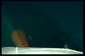 Griechenland 1992/Organisiert ueber Gymnasium Waidhofen.Thaya/Mag. Gut, Mag. Poeppl et al/ferry rudder? Griechenland 1992/Organisiert ueber Gymnasium Waidhofen.Thaya/Mag. Gut, Mag. Poeppl et al/ferry rudder?