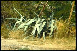 Griechenland 1992/Organisiert ueber Gymnasium Waidhofen.Thaya/Mag. Gut, Mag. Poeppl et al/Agaven Griechenland 1992/Organisiert ueber Gymnasium Waidhofen.Thaya/Mag. Gut, Mag. Poeppl et al/Agaven