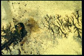 Nicaragua 1992/Ueberschlag hochspannungsleitung/high voltage line ground traces Nicaragua 1992/Ueberschlag hochspannungsleitung/high voltage line ground traces