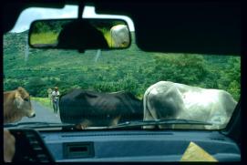 Nicaragua 1992/Kuhherde auf der Strasse/vacas en la carretera/cow herd on the highway Nicaragua 1992/Kuhherde auf der Strasse/vacas en la carretera/cow herd on the highway