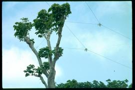 Nicaragua 1992/trees holding telegraph wires/Baeume als Telegraphenmasten/arboles susteniendo lineas telfonicas (?) Nicaragua 1992/trees holding telegraph wires/Baeume als Telegraphenmasten/arboles susteniendo lineas telfonicas (?)