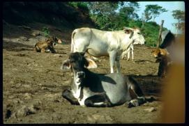 Nicaragua 1992/vacas Nicaragua 1992/vacas