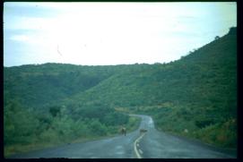 Nicaragua 1992/carrtera con vacas Nicaragua 1992/carrtera con vacas