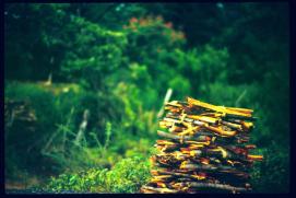 Nicaragua 1992/lena al borde de la carretera/firewood for sale/Brennholz zum Verkauf am Strassenrand Nicaragua 1992/lena al borde de la carretera/firewood for sale/Brennholz zum Verkauf am Strassenrand