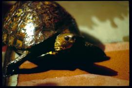 Nicaragua 1992/tortuga en la casa de Luisa Amanda Juarez Nicaragua 1992/tortuga en la casa de Luisa Amanda Juarez