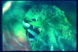 Nicaragua 1992/lora/parrot/Papagei Nicaragua 1992/lora/parrot/Papagei