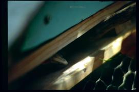 Nicaragua 1992/pico de lora/parrot beak/Papageienschnabel Nicaragua 1992/pico de lora/parrot beak/Papageienschnabel